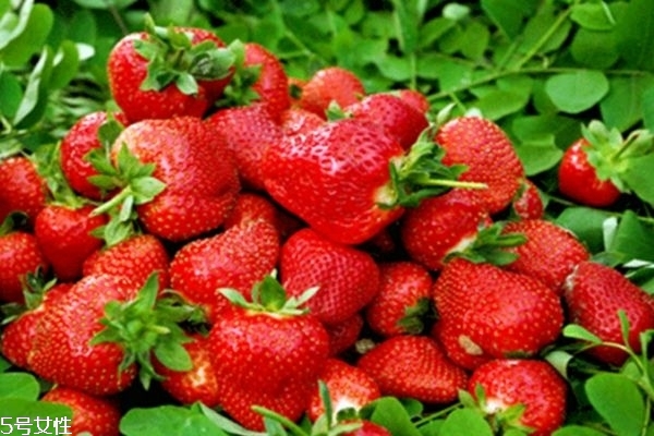 草莓有什么功效 多吃草莓有什么好處 草莓有什么功效 多吃草莓有什么好處
