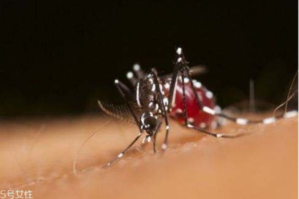 什么是黃熱病 黃熱病有什么癥狀呢 什么是黃熱病 黃熱病有什么癥狀呢