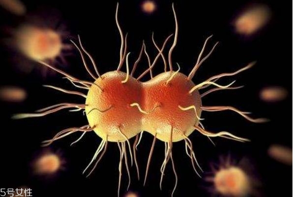 什么是黃熱病 黃熱病有什么癥狀呢 什么是黃熱病 黃熱病有什么癥狀呢