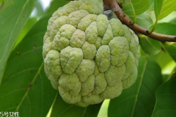 蛇皮果是什么水果呢 蛇皮果應(yīng)該怎么吃呢 蛇皮果是什么水果呢 蛇皮果應(yīng)該怎么吃呢