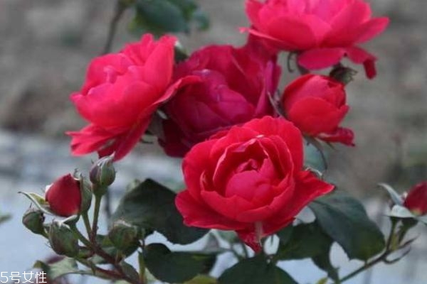 月季花有什么作用呢 月季花的花語(yǔ)是什么呢 月季花有什么作用呢 月季花的花語(yǔ)是什么呢