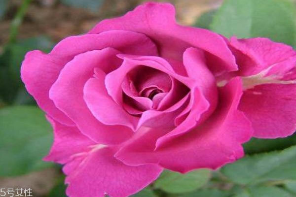 月季花有什么作用呢 月季花的花語(yǔ)是什么呢 月季花有什么作用呢 月季花的花語(yǔ)是什么呢