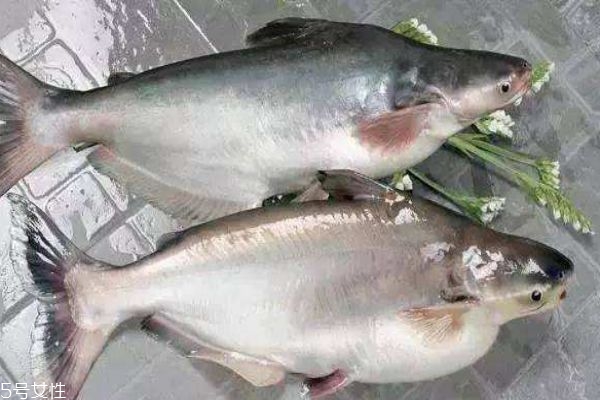 巴沙魚和龍利魚的區(qū)別有什么 巴沙魚的熱量有多少呢 巴沙魚和龍利魚的區(qū)別有什么 巴沙魚的熱量有多少呢