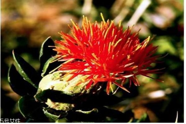 什么是藏紅花呢 藏紅花有什么作用呢 什么是藏紅花呢 藏紅花有什么作用呢