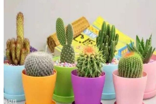 仙人掌有什么作用呢 仙人掌生活在什么環(huán)境里呢 仙人掌有什么作用呢 仙人掌生活在什么環(huán)境里呢