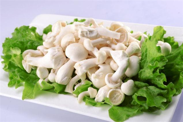 白玉菇什么人不能吃 白玉菇禁忌人群 白玉菇什么人不能吃 白玉菇禁忌人群