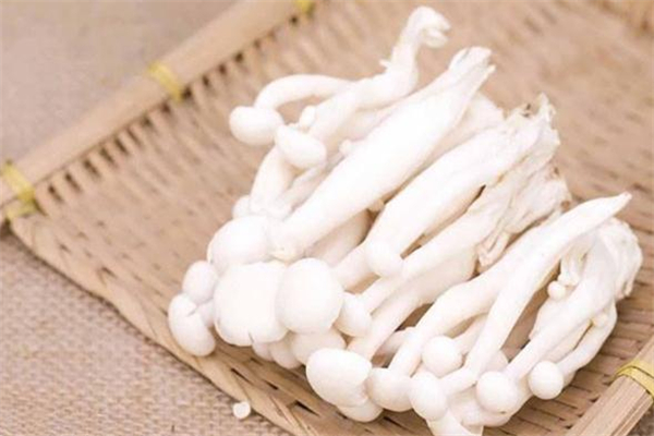 白玉菇什么人不能吃 白玉菇禁忌人群 白玉菇什么人不能吃 白玉菇禁忌人群