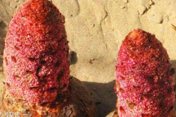 什么是鎖陽呢 鎖陽有什么作用呢 什么是鎖陽呢 鎖陽有什么作用呢