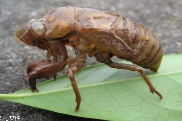 知了殼有什么用呢 知了殼營養(yǎng)價值有多高呢