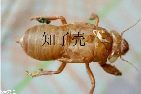 知了殼有什么用呢 知了殼營養(yǎng)價值有多高呢