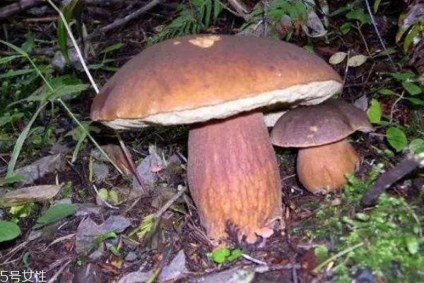 什么是牛肝菌 牛肝菌的功效有什么呢