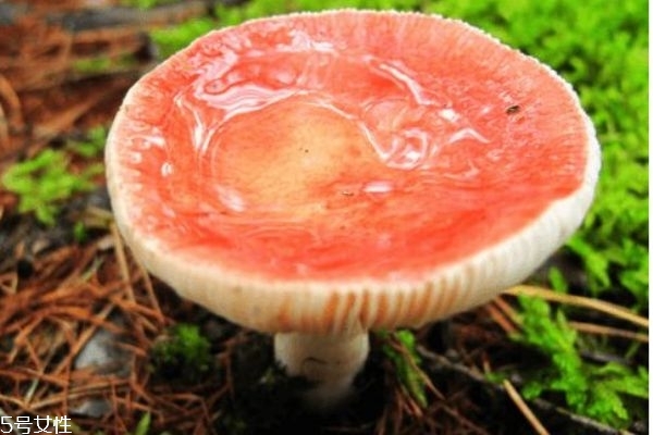 蘑菇有什么種類呢 蘑菇如何區(qū)分有毒還是沒毒呢 蘑菇有什么種類呢 蘑菇如何區(qū)分有毒還是沒毒呢