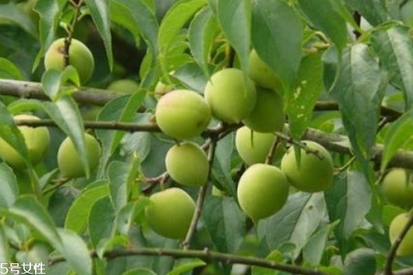 梅子有什么營(yíng)養(yǎng)價(jià)值呢 如何自己做梅子酒呢 梅子有什么營(yíng)養(yǎng)價(jià)值呢 如何自己做梅子酒呢