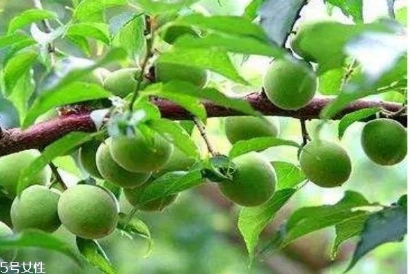 梅子有什么營養(yǎng)價(jià)值呢 如何自己做梅子酒呢