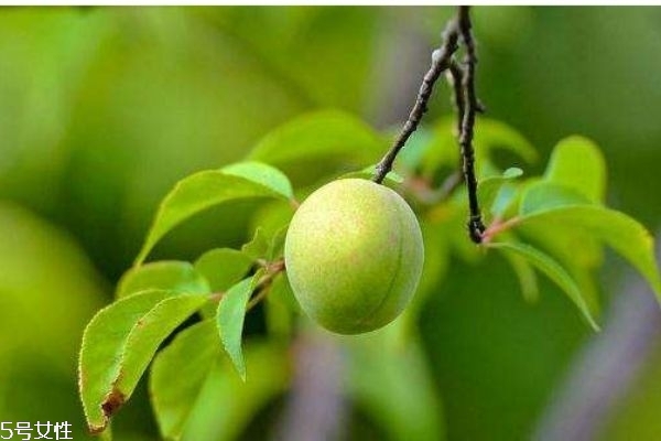 梅子有什么營(yíng)養(yǎng)價(jià)值呢 如何自己做梅子酒呢 梅子有什么營(yíng)養(yǎng)價(jià)值呢 如何自己做梅子酒呢