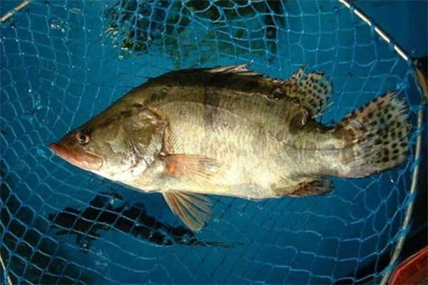 桂魚(yú)死了還能吃嗎 桂魚(yú)死了多久不能吃 桂魚(yú)死了還能吃嗎 桂魚(yú)死了多久不能吃