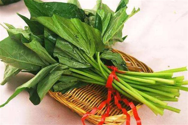 紅薯葉沒(méi)熟能吃嗎 紅薯葉沒(méi)炒熟會(huì)中毒嗎 紅薯葉沒(méi)熟能吃嗎 紅薯葉沒(méi)炒熟會(huì)中毒嗎