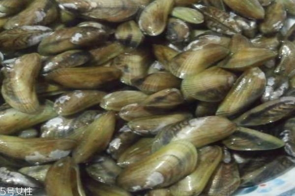 什么是海瓜子呢 海瓜子有什么作用呢 什么是海瓜子呢 海瓜子有什么作用呢