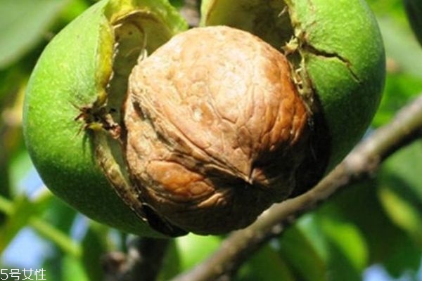 什么是青皮核桃呢 青皮核桃有什么功效呢 什么是青皮核桃呢 青皮核桃有什么功效呢