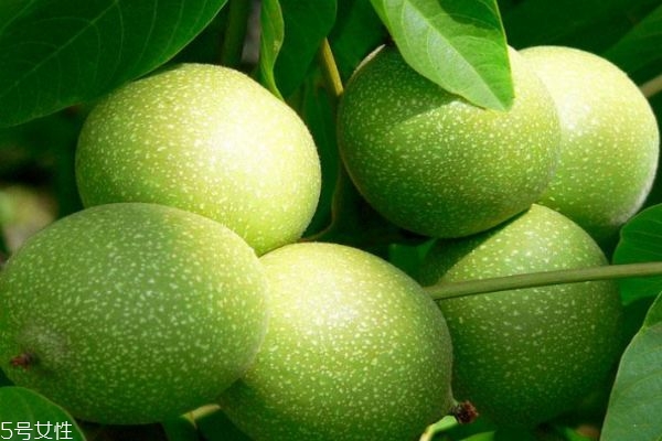 什么是青皮核桃呢 青皮核桃有什么功效呢 什么是青皮核桃呢 青皮核桃有什么功效呢