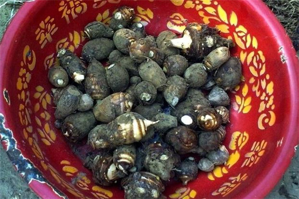 香芋和生蠔能一起吃嗎 香芋和生蠔一起吃的好處 香芋和生蠔能一起吃嗎 香芋和生蠔一起吃的好處