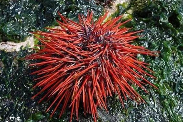 海膽生活在什么地方呢 海膽有什么營養(yǎng)價(jià)值呢 海膽生活在什么地方呢 海膽有什么營養(yǎng)價(jià)值呢