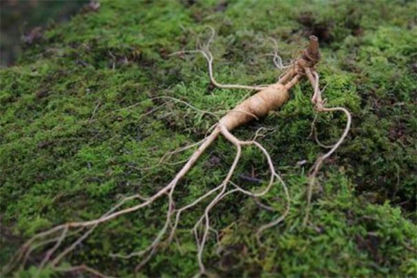 野山參可以保存多久 野山參能存放多長時間 野山參可以保存多久 野山參能存放多長時間