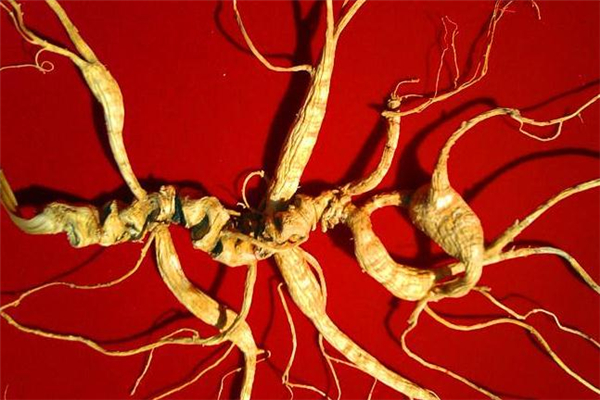 野山參可以保存多久 野山參能存放多長時間 野山參可以保存多久 野山參能存放多長時間