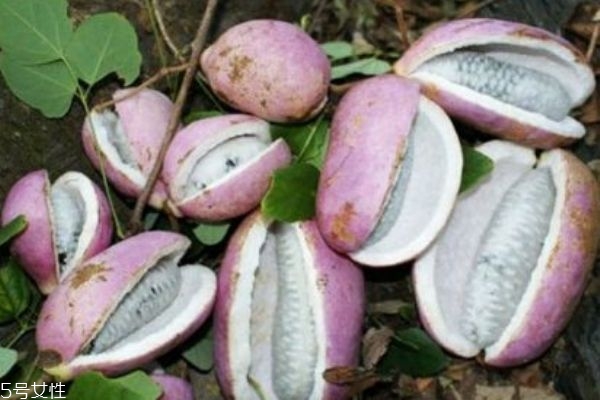 什么是八月炸呢 八月炸有什么作用 什么是八月炸呢 八月炸有什么作用