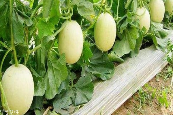 什么是梨瓜呢 梨瓜有什么營養(yǎng)價值嗎 什么是梨瓜呢 梨瓜有什么營養(yǎng)價值嗎