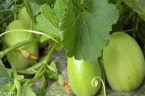 什么是梨瓜呢 梨瓜有什么營養(yǎng)價值嗎 什么是梨瓜呢 梨瓜有什么營養(yǎng)價值嗎