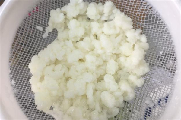 雪蓮菌可以長期喝嗎 雪蓮菌長期喝有害嗎 雪蓮菌可以長期喝嗎 雪蓮菌長期喝有害嗎