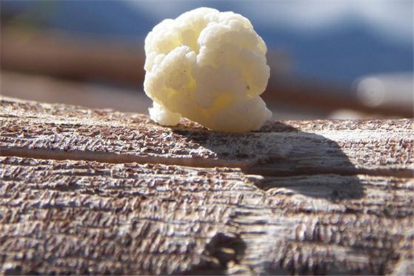 雪蓮菌能放冰箱嗎 雪蓮菌怎么保存 雪蓮菌能放冰箱嗎 雪蓮菌怎么保存