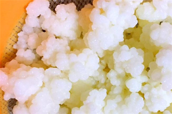 雪蓮菌可以直接吃嗎 雪蓮菌怎么吃 雪蓮菌可以直接吃嗎 雪蓮菌怎么吃