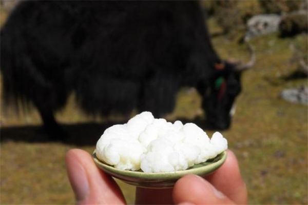 雪蓮菌什么人不適合吃 經(jīng)期可以吃雪蓮菌嗎 雪蓮菌什么人不適合吃 經(jīng)期可以吃雪蓮菌嗎