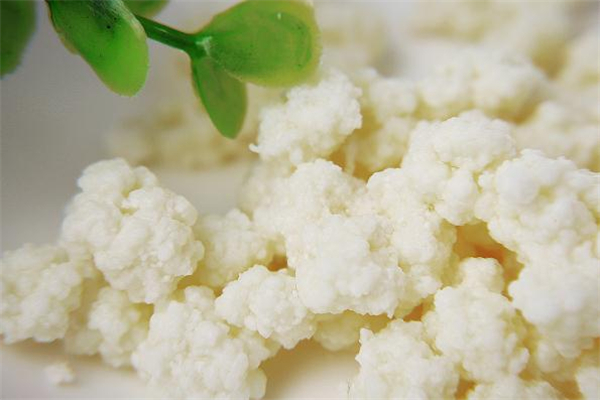 雪蓮菌泡牛奶能減肥嗎 喝雪蓮菌泡牛奶會胖嗎 雪蓮菌泡牛奶能減肥嗎 喝雪蓮菌泡牛奶會胖嗎