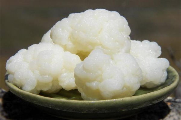 雪蓮菌泡牛奶能減肥嗎 喝雪蓮菌泡牛奶會胖嗎 雪蓮菌泡牛奶能減肥嗎 喝雪蓮菌泡牛奶會胖嗎