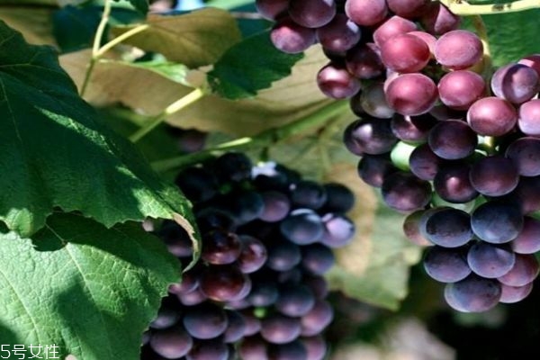 夏黑葡萄是什么葡萄呢 夏黑葡萄有什么營養(yǎng)價值呢 夏黑葡萄是什么葡萄呢 夏黑葡萄有什么營養(yǎng)價值呢