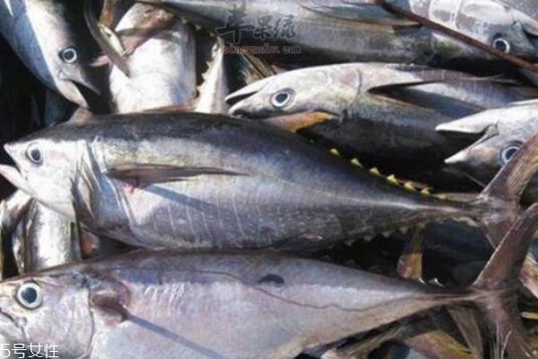 金槍魚怎么做好吃呢 金槍魚有什么營(yíng)養(yǎng)價(jià)值呢 金槍魚怎么做好吃呢 金槍魚有什么營(yíng)養(yǎng)價(jià)值呢