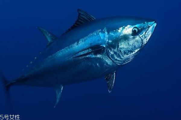 金槍魚怎么做好吃呢 金槍魚有什么營(yíng)養(yǎng)價(jià)值呢 金槍魚怎么做好吃呢 金槍魚有什么營(yíng)養(yǎng)價(jià)值呢