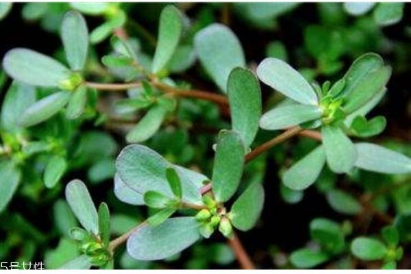 什么是螞蟻菜 螞蟻菜有什么作用呢 什么是螞蟻菜 螞蟻菜有什么作用呢