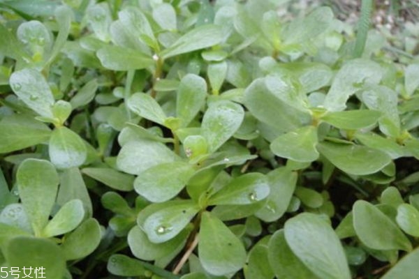 什么是螞蟻菜 螞蟻菜有什么作用呢 什么是螞蟻菜 螞蟻菜有什么作用呢