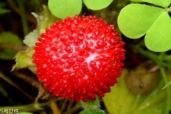 蛇莓多少錢一斤呢 蛇莓適合什么人群吃呢 蛇莓多少錢一斤呢 蛇莓適合什么人群吃呢