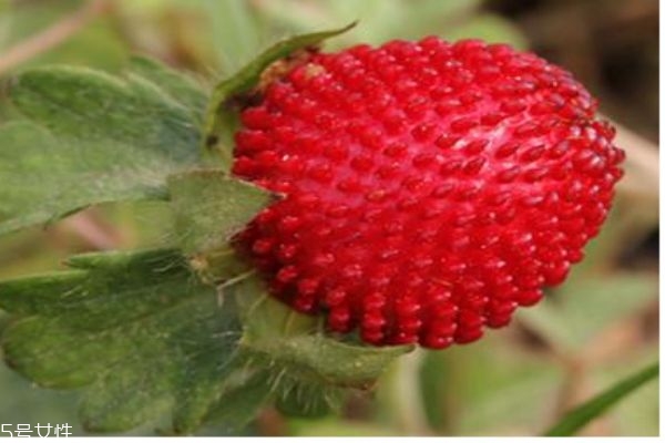 蛇莓多少錢一斤呢 蛇莓適合什么人群吃呢 蛇莓多少錢一斤呢 蛇莓適合什么人群吃呢