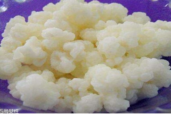 什么是雪蓮菌呢 雪蓮菌有什么作用呢 什么是雪蓮菌呢 雪蓮菌有什么作用呢