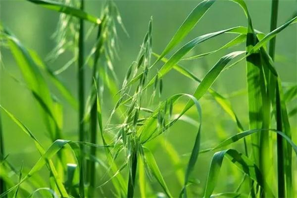 野燕麥?zhǔn)鞘裁?野燕麥的功效與作用