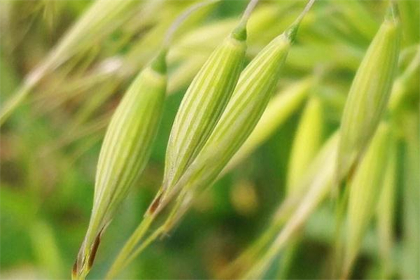 野燕麥真的能壯陽嗎 野燕麥有用嗎 野燕麥真的能壯陽嗎 野燕麥有用嗎