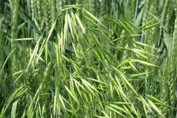 野燕麥真的能壯陽嗎 野燕麥有用嗎 野燕麥真的能壯陽嗎 野燕麥有用嗎