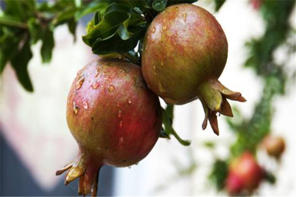 立秋吃什么食物 立秋怎么吃 立秋吃什么食物 立秋怎么吃