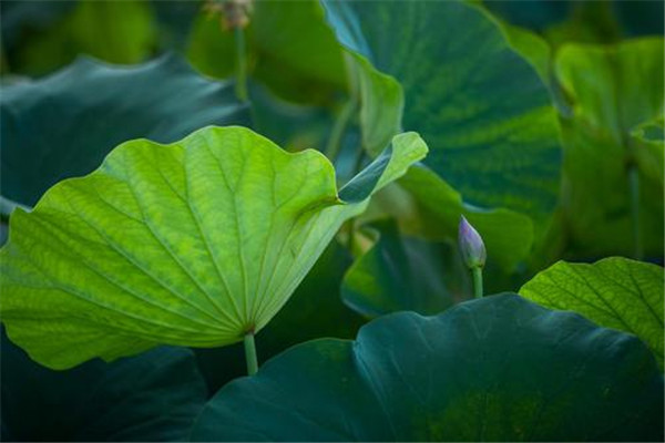 立秋能喝生姜水嗎 立秋節(jié)氣注意事項(xiàng) 立秋能喝生姜水嗎 立秋節(jié)氣注意事項(xiàng)